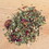 Good Medicine Aphrodite, Loose Leaf Herbal Tea, Organic, Price/2 oz