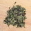 Good Medicine Dharma Green, Loose Leaf Green Tea, Price/2 oz
