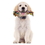 Brybelly Cotton Flossin' Rope Bone Dog Toy