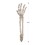 Beistle 00844 Plastic Skeleton Hand Yard Stakes, 1 left hand & 1 right hand, 17&#189;"