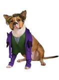 Ruby Slipper Sales 885953LXL-L Joker Pet Costume - L