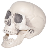 Sunstar 259876 Realistic Plastic Skull