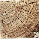 Havercamp 126514 Cut Timber Beverage Napkins (16)