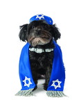 Ruby Slipper Sales  R580293  Yarmulke &Tallis Pet Costume
