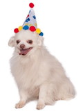 Ruby Slipper Sales  R886531  Birthday Hat - Pet Paw Print