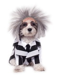 Ruby Slipper Sales R580051 Pet Beetlejuice Costume - XL