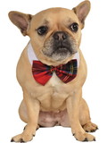 Ruby Slipper Sales R887719 Plaid Pet Bow Tie