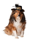 Ruby Slipper Sales R580166 Happy New Year Hat for Pets (S-M) - SM