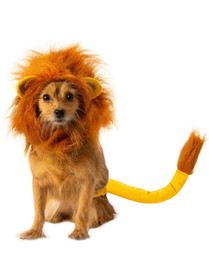 Ruby Slipper Sales R200620 Pet The Lion King Simba Accessory Set - ML