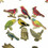 TOPTIE 50 Pcs Random Assorted 2-Hole Wooden Painted Bird Buttons, 32mm*35mm for DIY Sewing Scrapbooking Clothing Crafts