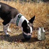 Boomer N Chaser BNC-10010-2 Plastic Fin Cap Pet Travel Water Bottle in Stainless Steel, Small, Silver and Black-Set of 2 - BM206875