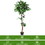 Costway 50926748 5.5 Feet Artificial Ficus Silk Tree with Wood Trunks