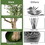 Costway 68195273 6 Feet 2-Pack Artificial Olive Tree in Cement Pot