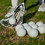 Champion Sports PLW Soft Practice Lacrosse Ball White