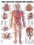 Vascular System Chart 20"w X 26"h