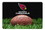Arizona Cardinals Pet Bowl Mat Classic Football Size Large CO