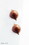 Chocolate World CW1903 Chocolate mould praline curve - Frank Haasnoot