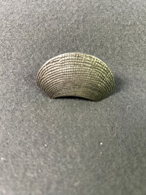 D. Lawless Hardware 2" Shell Knob Bright Pewter