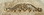 D. Lawless Hardware 7-7/8" X 1-7/8" Horizontal Birch Wood Flower with Sweep Applique