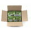 Teatulia Organic Teas Green Wrapped Premium Tea, 50 Count, 1 per case, Price/case