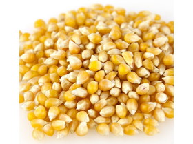 Amish Country Popcorn Medium Yellow Popcorn 50lb, 496511