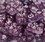 Albanese Concord Grape Gummi Bears 4/5lb, 628185, Price/case