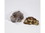 Lil Turtles Milk Chocolate Sea Salt Peanut Clusters 24ct, 640506, Price/Case