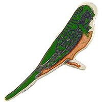 Eagle Emblems P00187 Pin-Bird, Parakeet (1")
