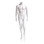 Econoco EAM6-HL Male Mannequin - Headless, Hands by Side, Left Leg Back, 67"H - Chest: 37", Waist: 30", Hip: 38", True White #109, Price/Each