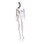 Econoco MGFH-2 Female Mannequin - Molded Hair, Hands by Side, Left Leg Slightly Bent, 71"H - Bust: 34", Waist: 25", Hip: 35", True White #109, Price/Each