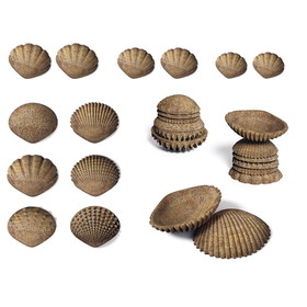 Edx Education CTU15205 Tactile Shells