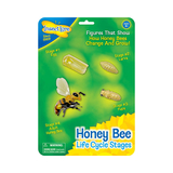 Insect Lore ILP02215 Bee Life Cycle Stages