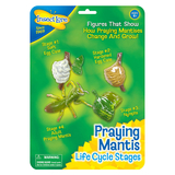 Insect Lore ILP2510 Mantis Life Cycle Stages