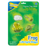 Insect Lore ILP2610 Frog Life Cycle Stages