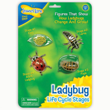 Insect Lore ILP6090 Ladybug Life Cycle Stages