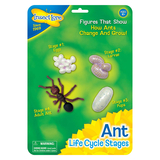 Insect Lore ILP6110 Ant Life Cycle Stages