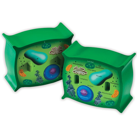 Learning Resources LER1901 Plant Cell Crosssection Model