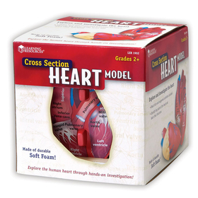 Learning Resources LER1902 Human Heart Crosssection Model
