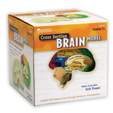 Learning Resources LER1903 Human Brain Crosssection Model