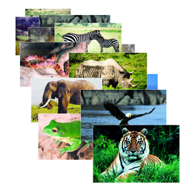 Stages Learning Materials SLM151 Wild Animal Poster Set Set Of 10
