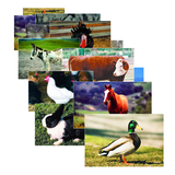 Stages Learning Materials SLM152 Farm Animal Poster Set Set Of 10