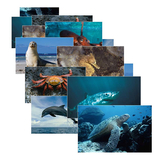 Stages Learning Materials SLM157 Sea Life 14 Poster Cards