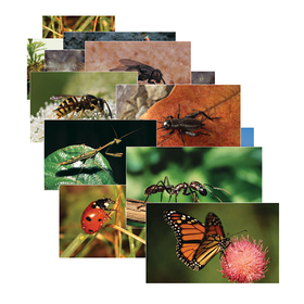 Stages Learning Materials SLM158 Insects 14 Poster Cards