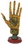 AzureGreen RP916 Alchemy Palmistry Hand