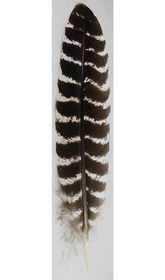 AzureGreen RSBAR Barred Wing Smudging Feather 12"