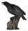 AzureGreen SR543 Raven 12"