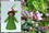 Eco Flower Fairies Apple Blossom Fairy (standing felt doll, flower hat)