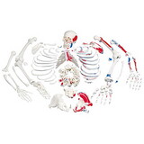 3B Scientific 12-4185 Disarticulated Painted Full Skeleton