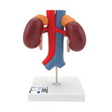 3B Scientific 12-4187 Human Kidneys Model with Vessels (2 Part), Includes 3B Smart Anatomy