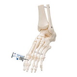 3B Scientific 12-4188 Foot and Ankle Skeleton, Elastic Mounted, Includes 3B Smart Anatomy